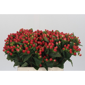 Hypericum Tomato Flair
