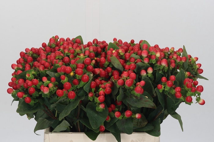 <h4>Hypericum Tomato Flair</h4>