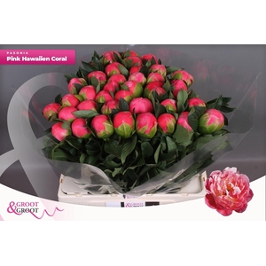 PAEO HH PINK HAWAI C