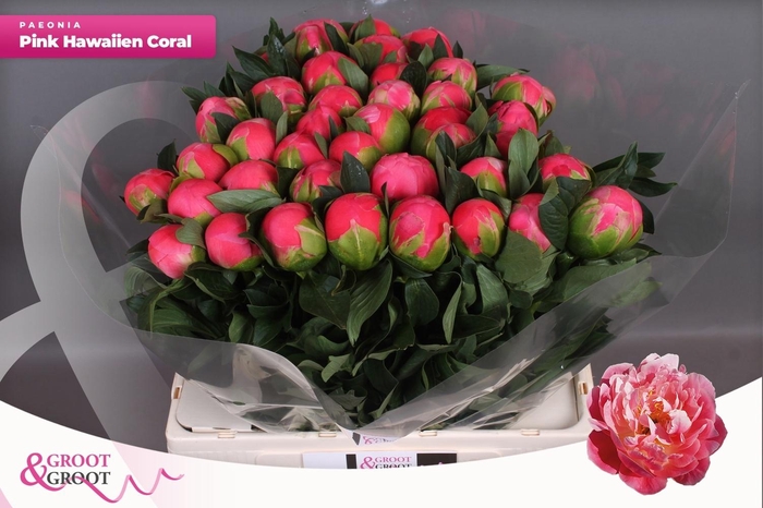 <h4>PAEO HH PINK HAWAI C</h4>