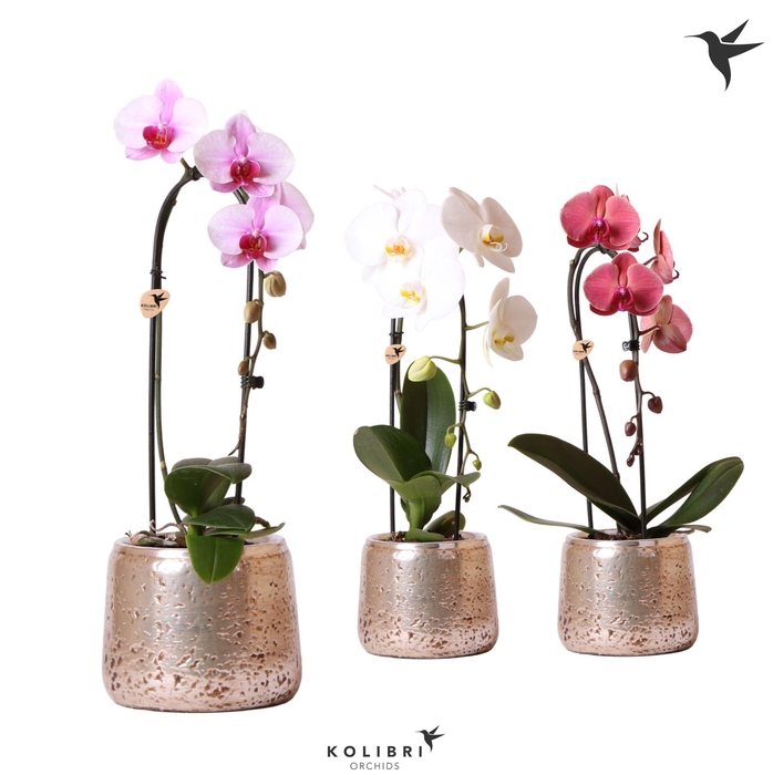 <h4>Kolibri Orchids Cascade Niagara Fall mix 1 spike in Luxury pot silver</h4>