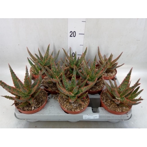 Aloe   ...