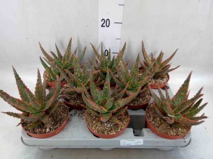 <h4>Aloe   ...</h4>