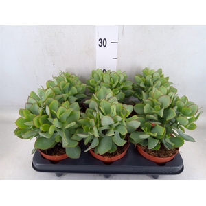 Crassula arborescens 'Petit Wave'