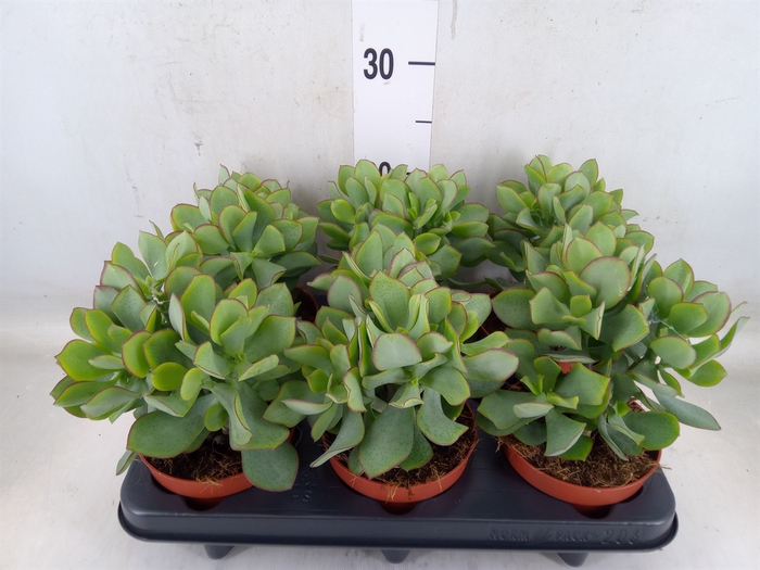 <h4>Crassula arborescens 'Petit Wave'</h4>