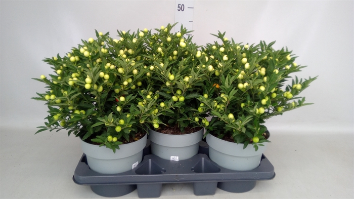 <h4>Solanum pseudocapsicum</h4>