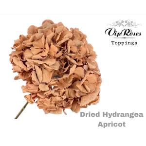 DRIED HYDRANGEA APRICOT