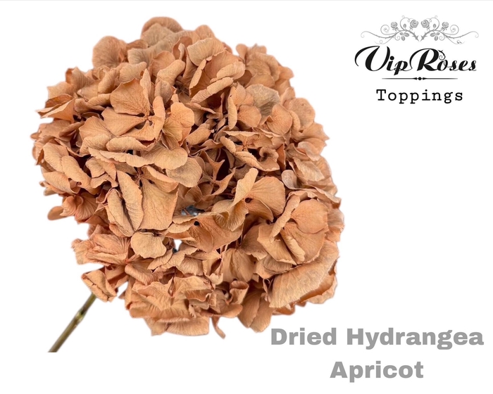 <h4>DRIED HYDRANGEA APRICOT</h4>