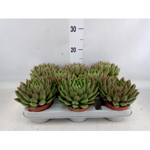 Echeveria agavoides