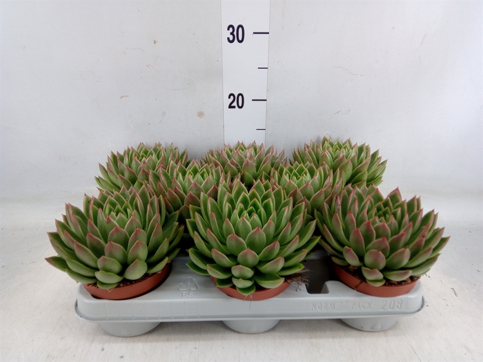 <h4>Echeveria agavoides</h4>