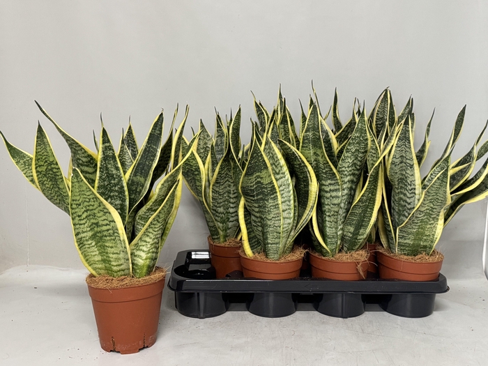 <h4>SANSEV FUTURA SUPERB</h4>