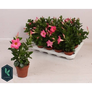 MANDE RIO LIGHT PINK