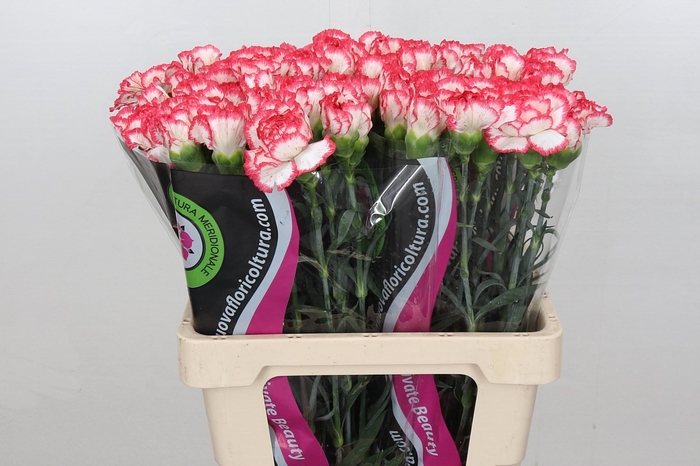 Dianthus St Poirot Bianco