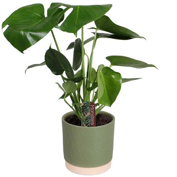 <h4>Monstera deliciosa in Julia mat keramiek</h4>
