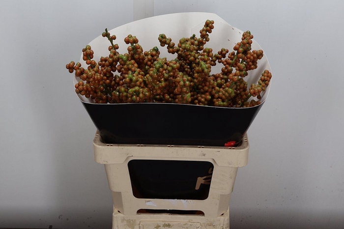 <h4>Ilex Wx Olive Xl</h4>