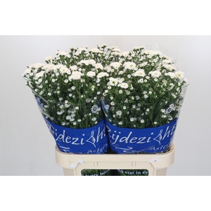 Aster Cassy