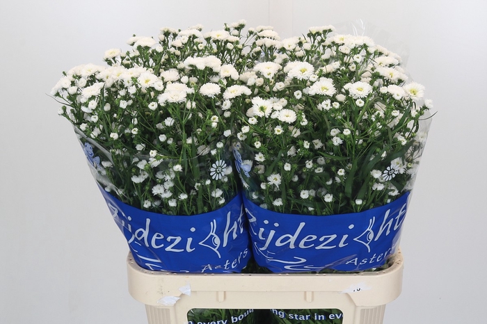 <h4>Aster Cassy</h4>