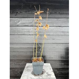 Carpinus betulus P17