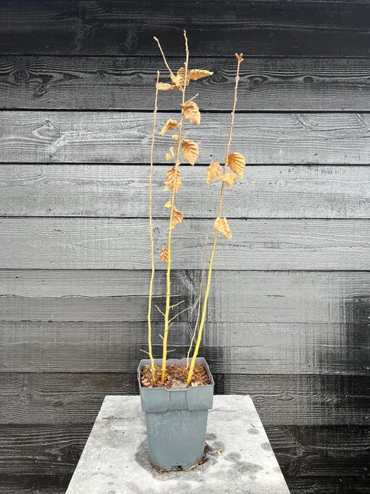 <h4>Carpinus betulus P17</h4>