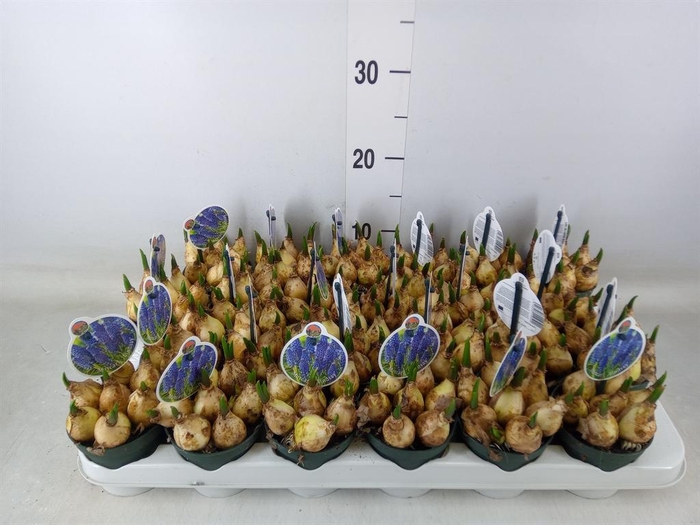 <h4>Muscari 'Lindsay'</h4>