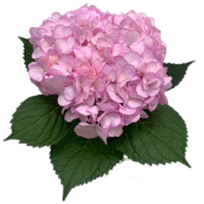 <h4>HYDR PREMIUM PINK LIGHT</h4>