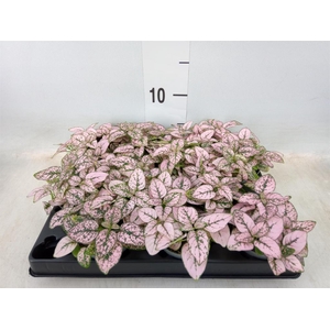 Hypoestes phyllo.   ...