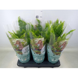 Nephrolepis exal. 'Green Lady'