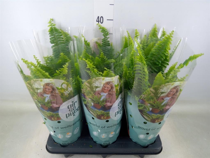 <h4>Nephrolepis exal. 'Green Lady'</h4>