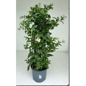 Solanum jasminoides