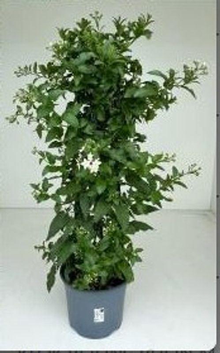 <h4>Solanum jasminoides</h4>
