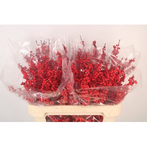 Ilex Verticilata Red Premium