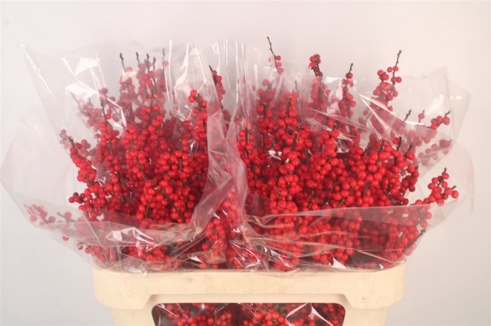<h4>Ilex Verticilata Red Premium</h4>