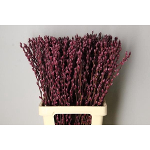 Salix Snowflake 70cm Bordeaux