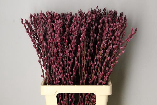 Salix Snowflake 70cm Bordeaux