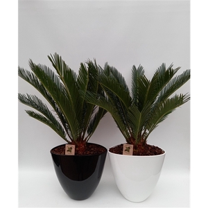 Cycas in turin mix