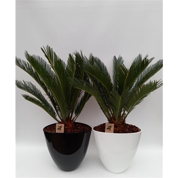 <h4>Cycas in turin mix</h4>