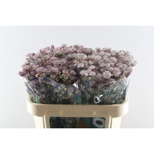 Astrantia Star Of Africa(roze)