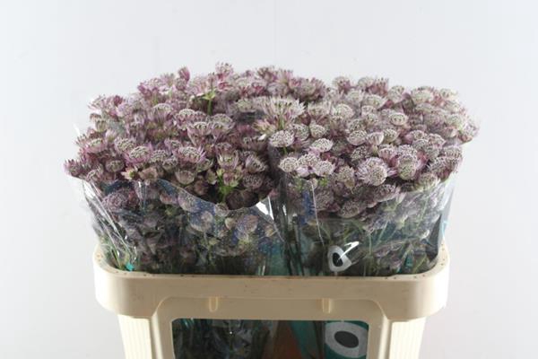 <h4>Astrantia Star Of Africa(roze)</h4>
