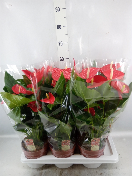 <h4>Anthurium andr. 'Felicita'</h4>