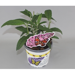 Buddleja davidii 'Pink Delight' C2