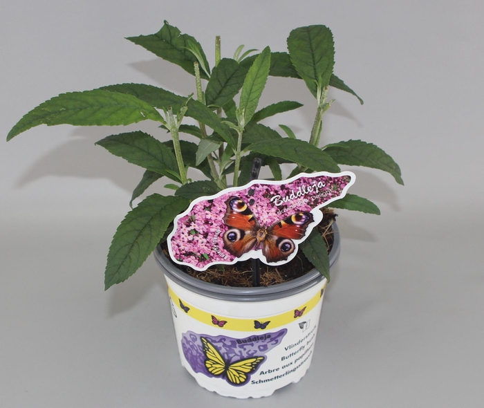 <h4>Buddleja davidii 'Pink Delight' C2</h4>