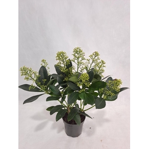 Skimmia Finchy P10 7-8 bloem