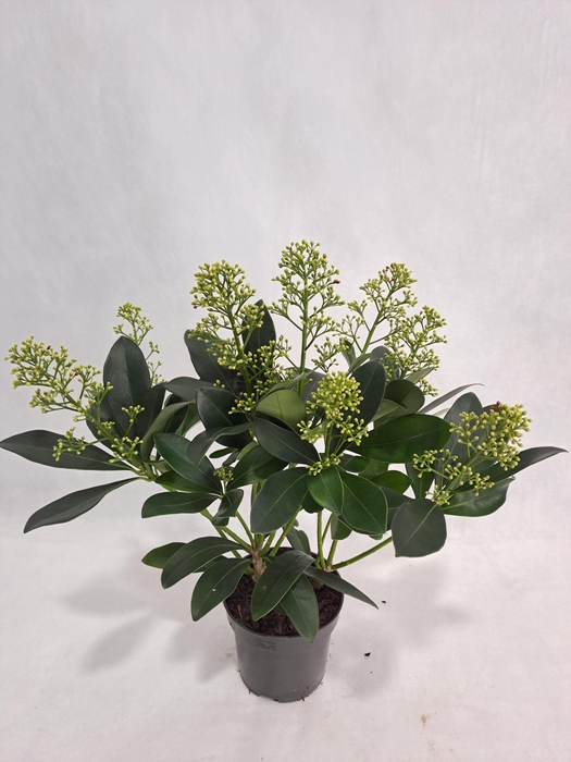 <h4>Skimmia Finchy P10 7-8 bloem</h4>