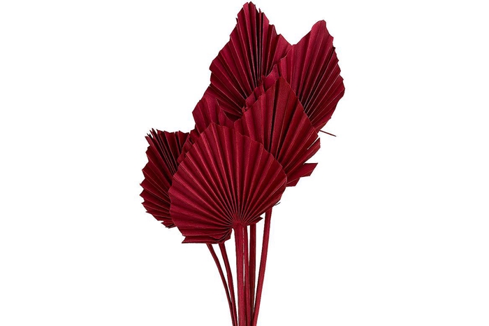 <h4>Dried Artz Palm Spear 10pc Monet Bunch</h4>