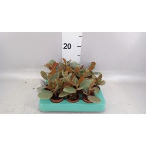 Kalanchoe NF orygalis
