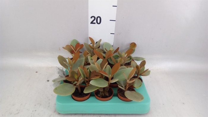 <h4>Kalanchoe NF orygalis</h4>