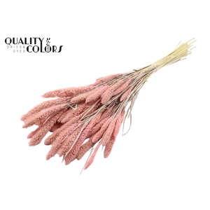 Setaria per bunch Intense Frosted Pink
