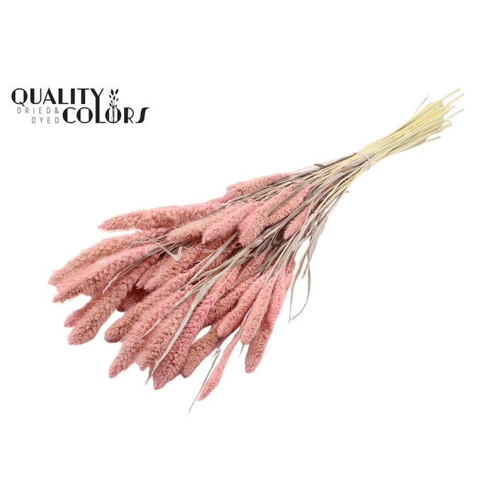 <h4>Setaria per bunch Bleached  Frosted Pink</h4>