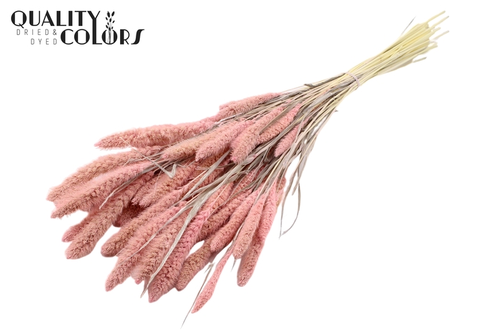 <h4>Setaria per bunch Intense Frosted Pink</h4>