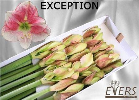 <h4>Hipp Exception</h4>